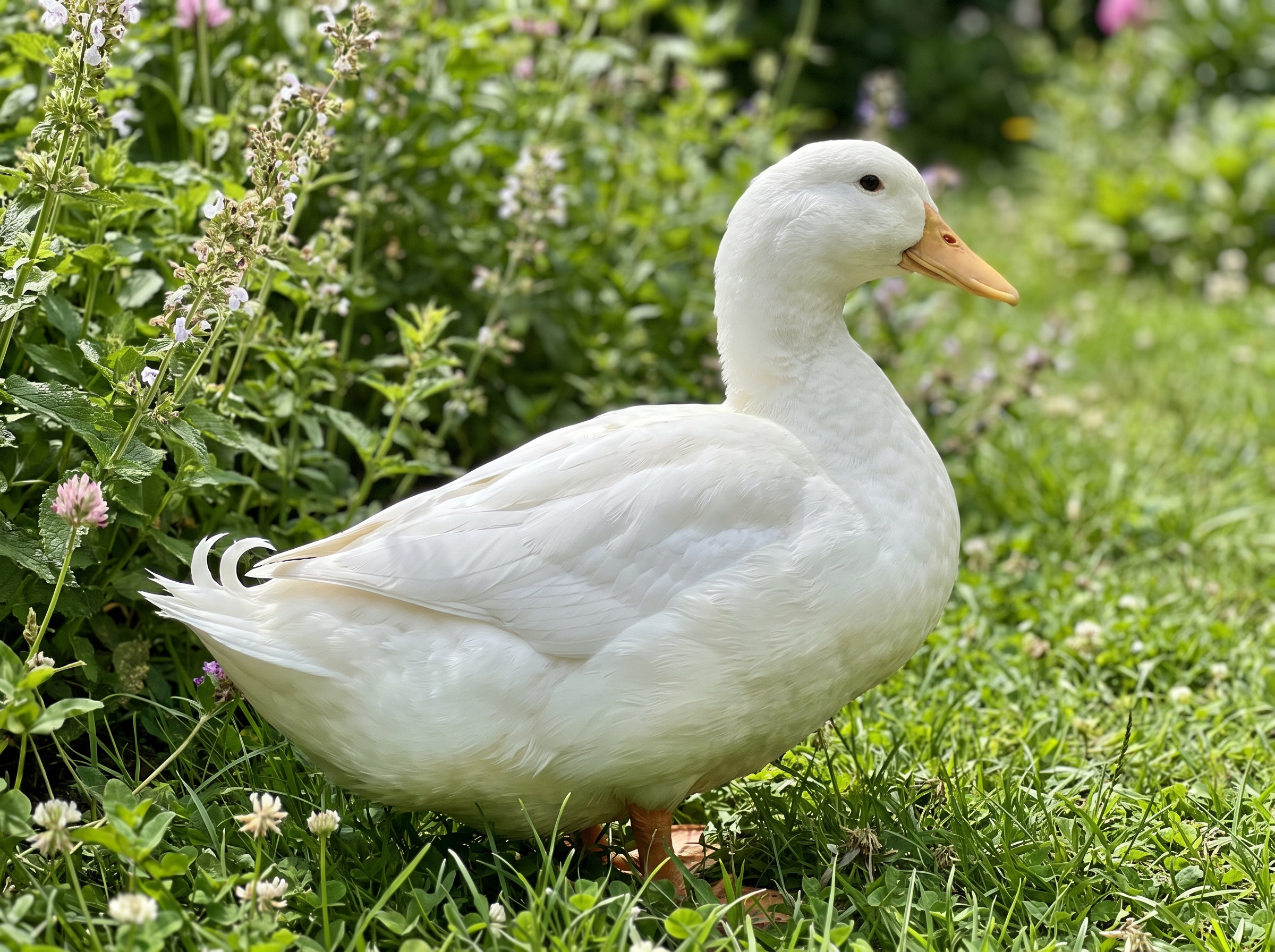 Canard en bonne santé au plumage brillant dans un jardin
