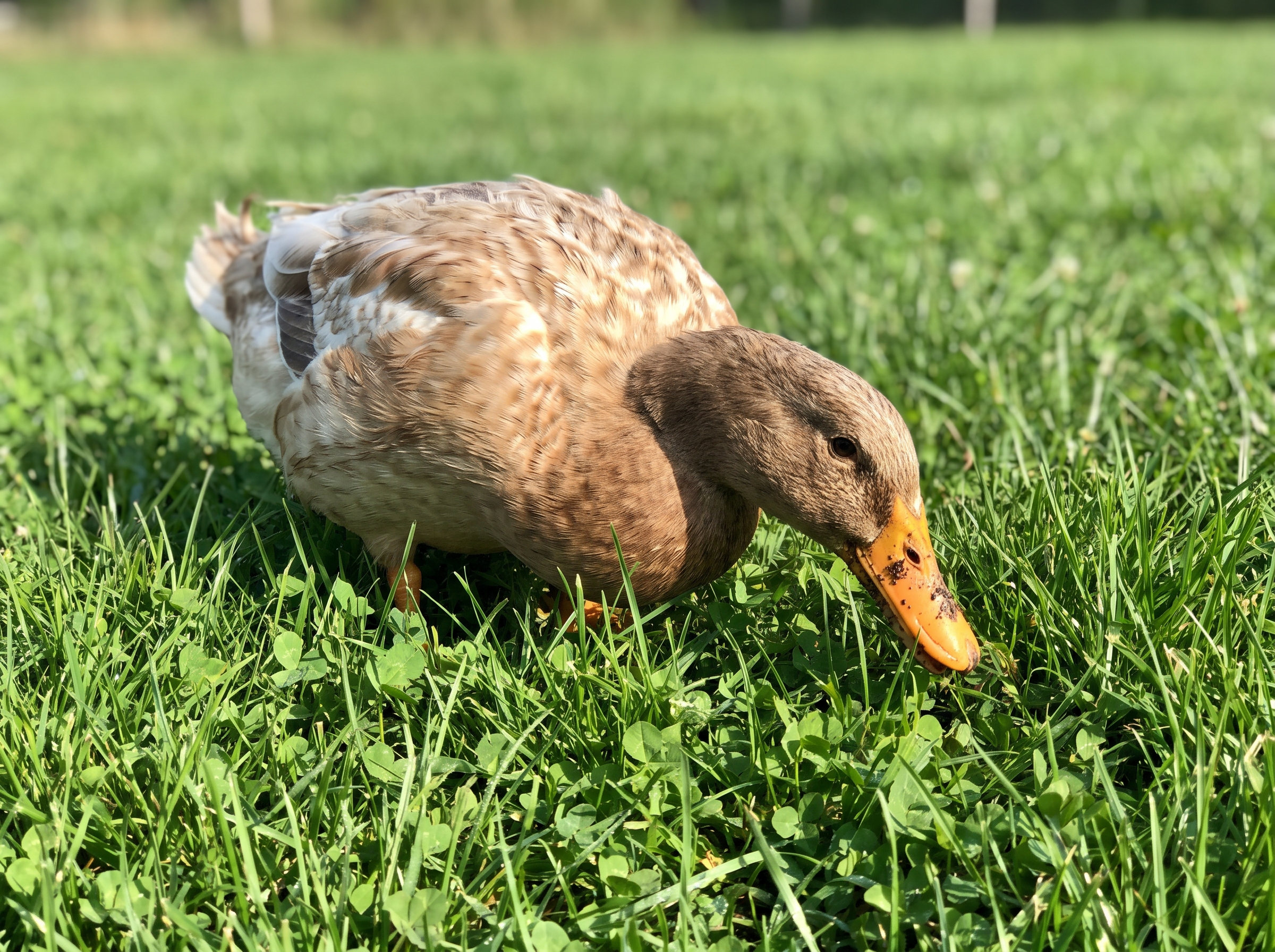 Canard fourrageant activement dans l'herbe le matin